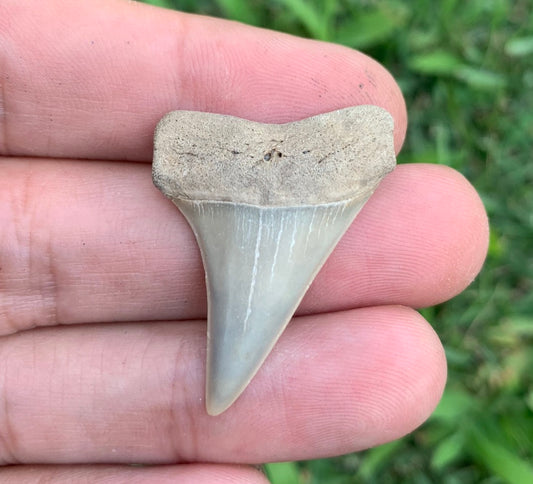 1.4” Carcharodon hastalis - Virginia