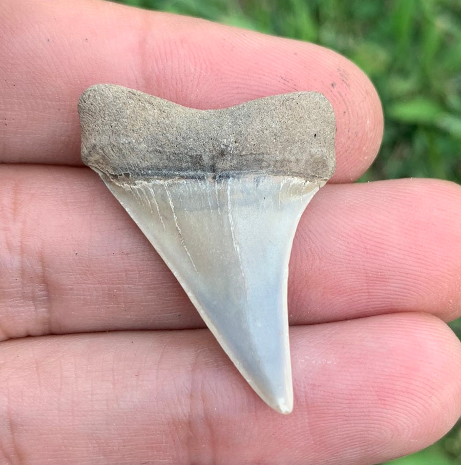 1.4” Carcharodon hastalis - Virginia