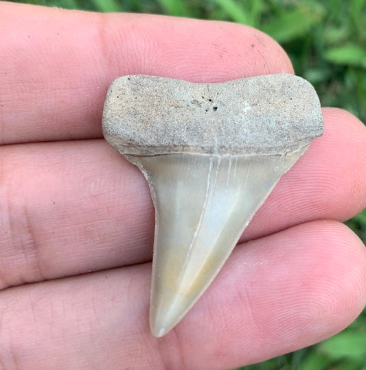 1.45” Carcharodon hastalis - Virginia