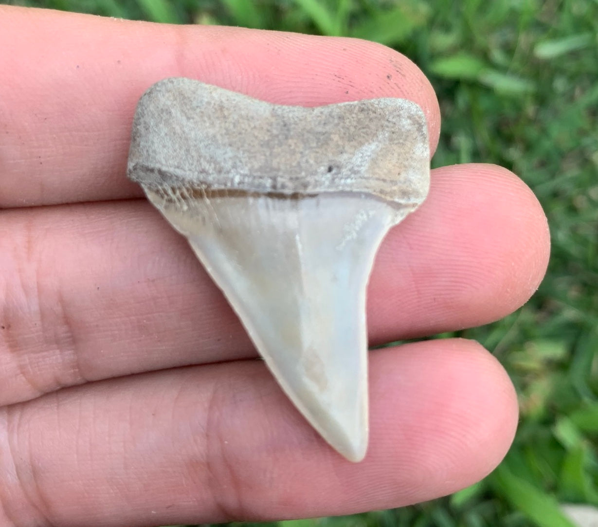 1.45” Carcharodon hastalis - Virginia