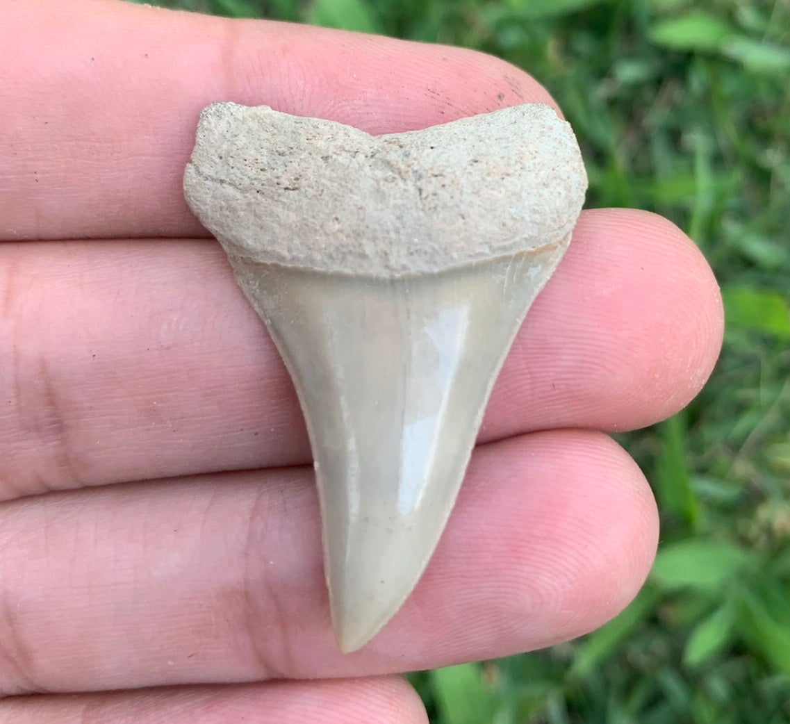 1.38” Carcharodon hastalis - Virginia