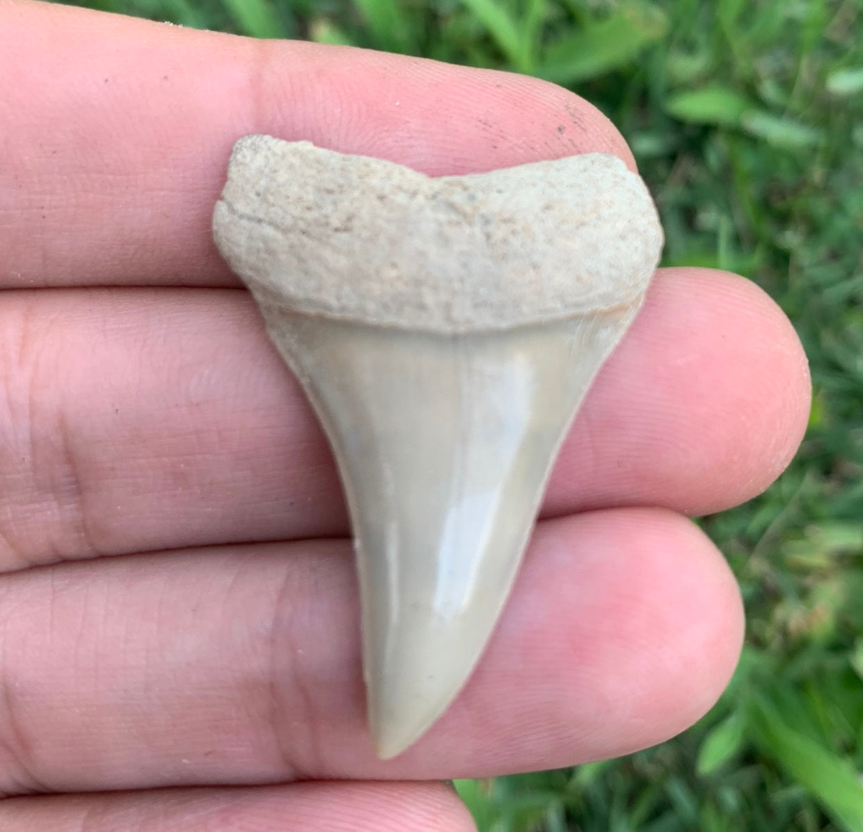 1.38” Carcharodon hastalis - Virginia