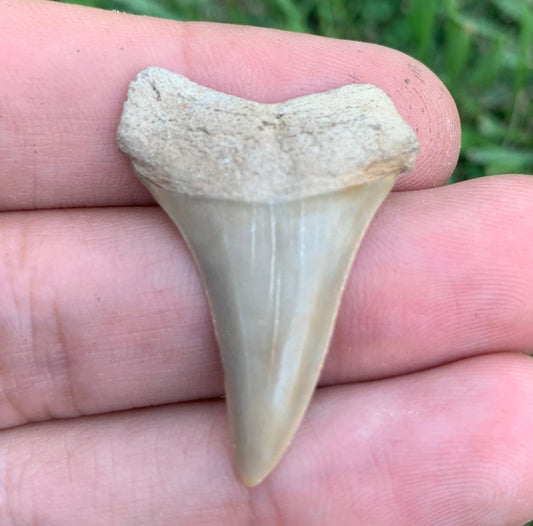 Fossil Carcharodon hastalis - Virginia