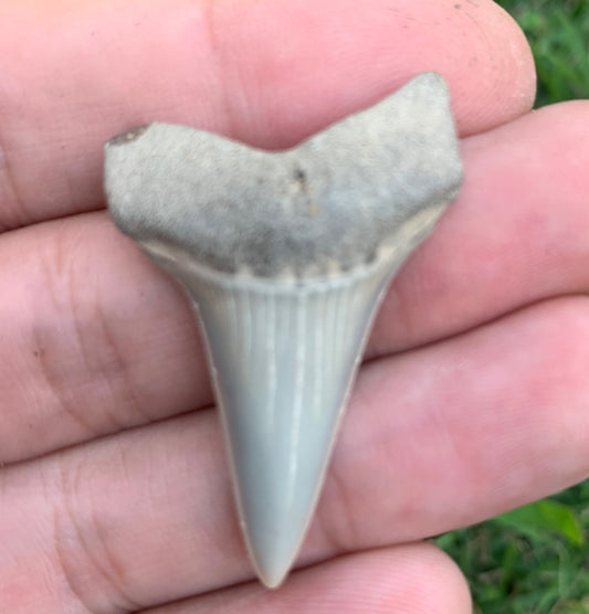 1.63” Carcharodon hastalis - Virginia