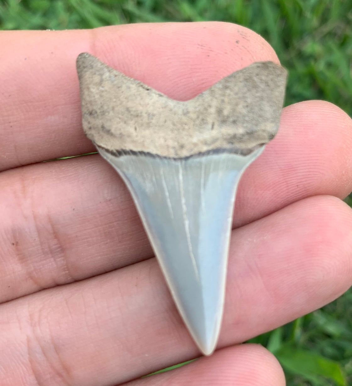 1.63” Carcharodon hastalis - Virginia