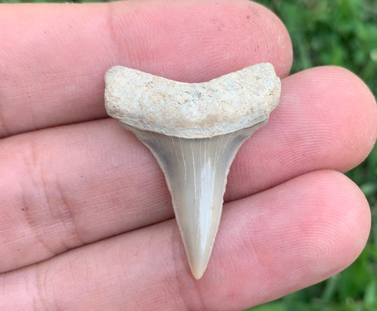 1.25” Carcharodon hastalis - Virginia