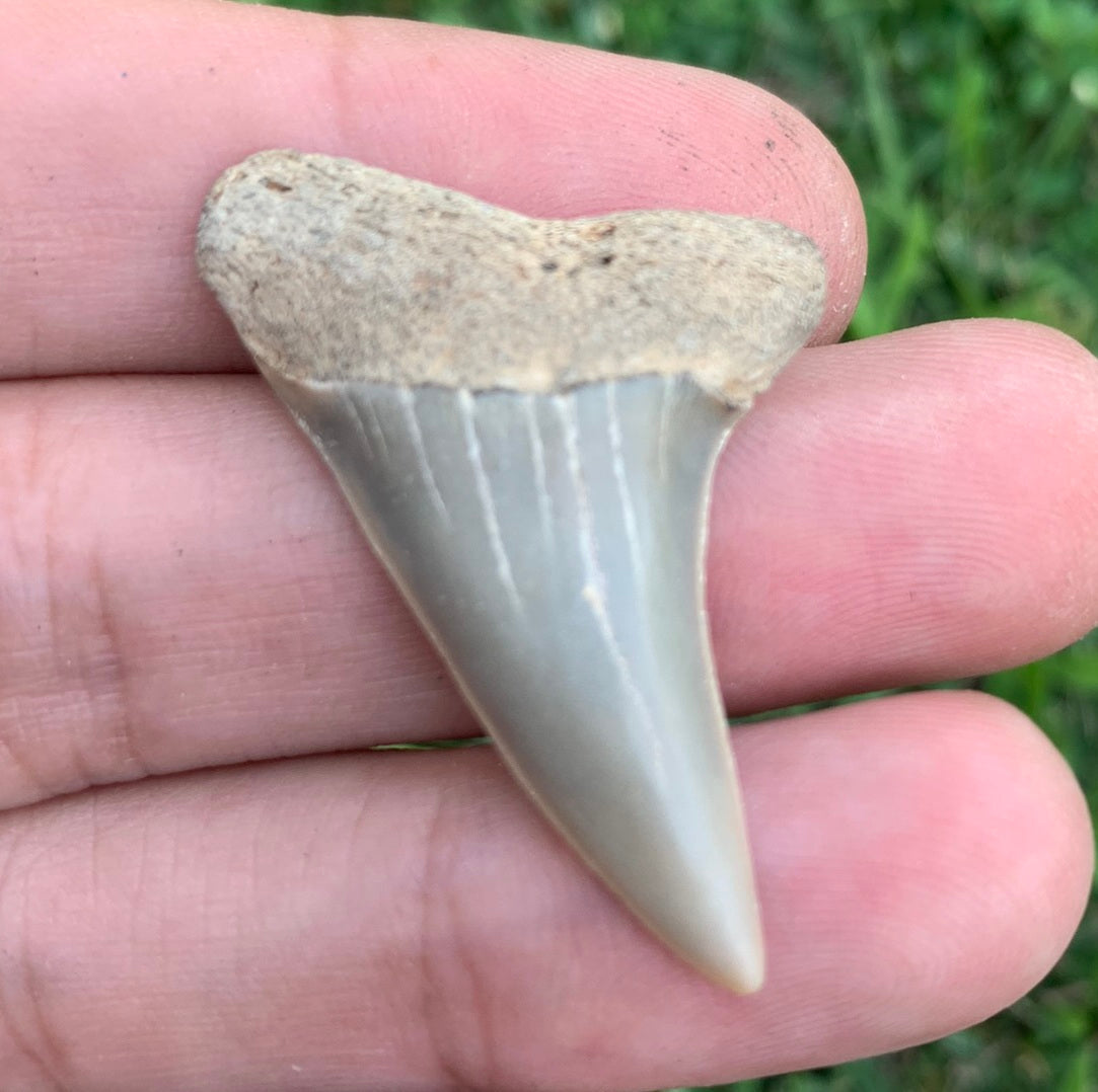 1.59” Carcharodon hastalis - Virginia