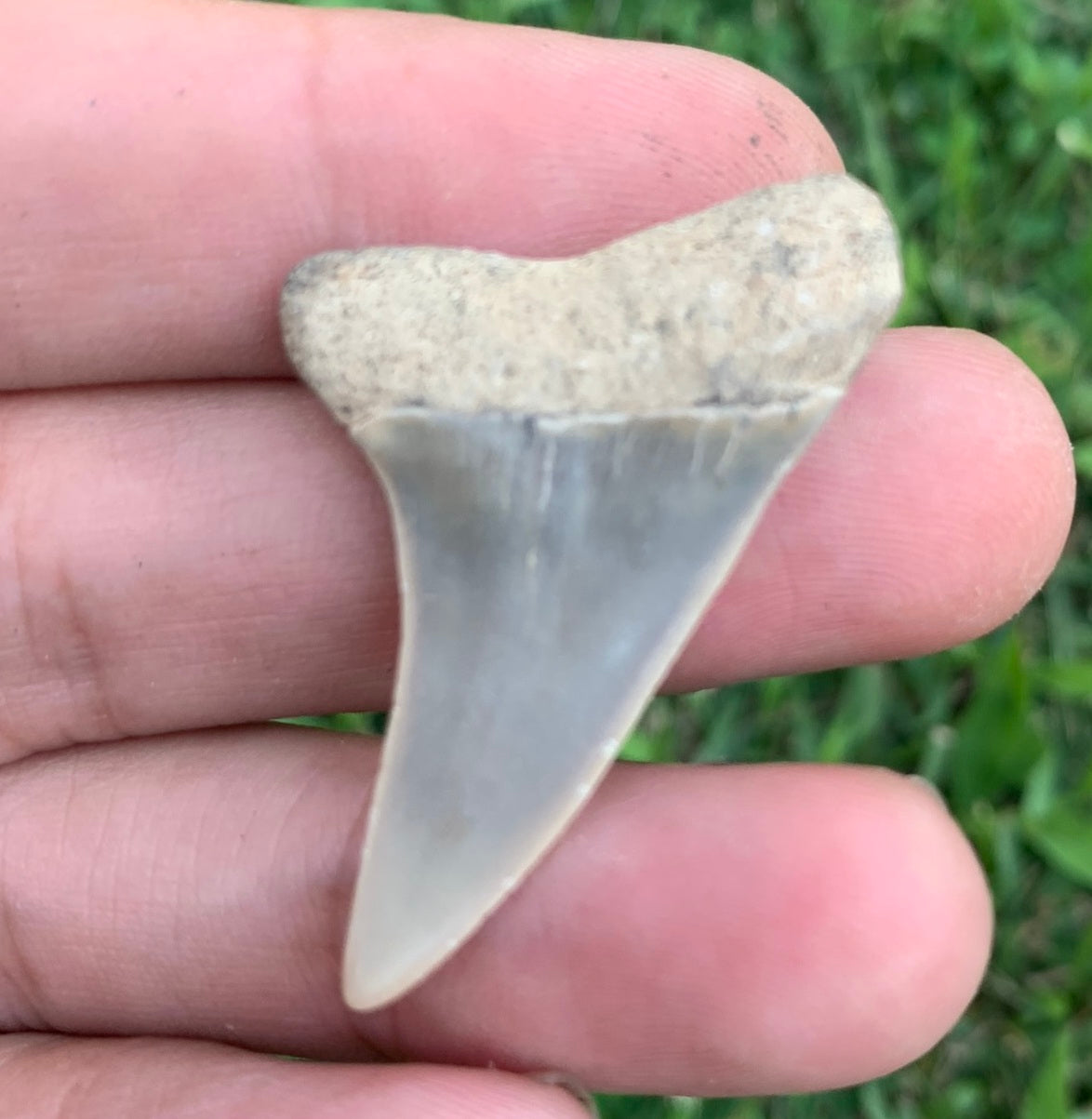 1.59” Carcharodon hastalis - Virginia