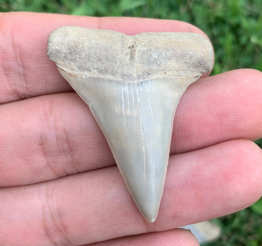 1.81” Carcharodon hastalis - Virginia