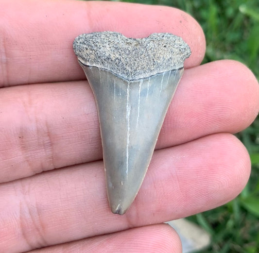 1.52” Carcharodon hastalis - Virginia