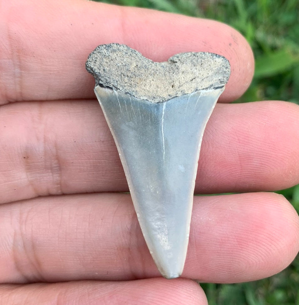 1.52” Carcharodon hastalis - Virginia