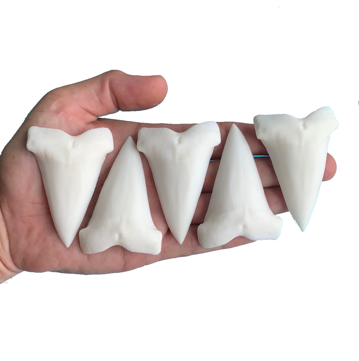 2.7" Carcharodon hastalis