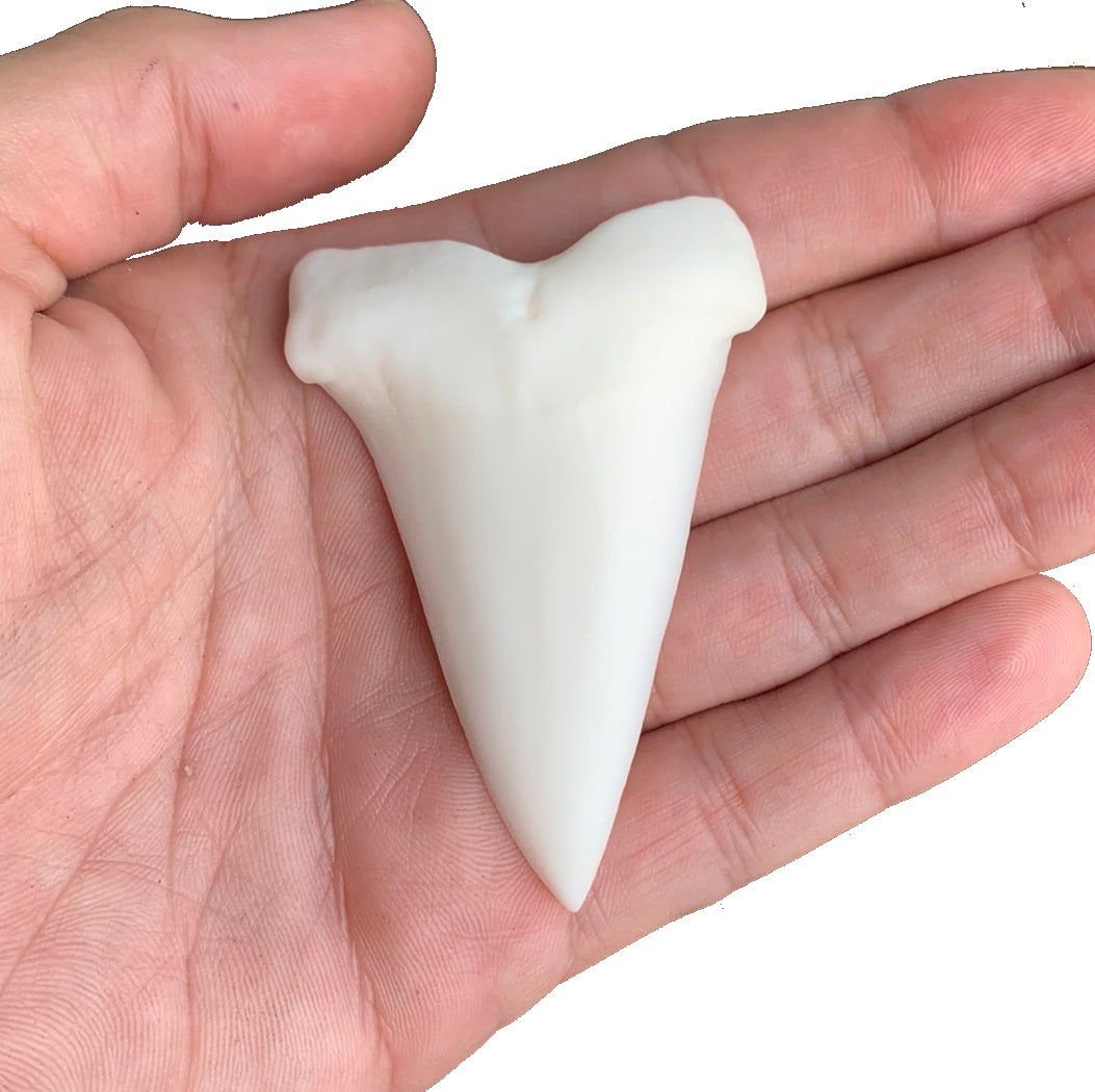 2.7" Carcharodon hastalis