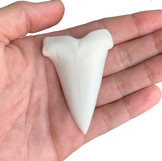 2.7" Carcharodon hastalis