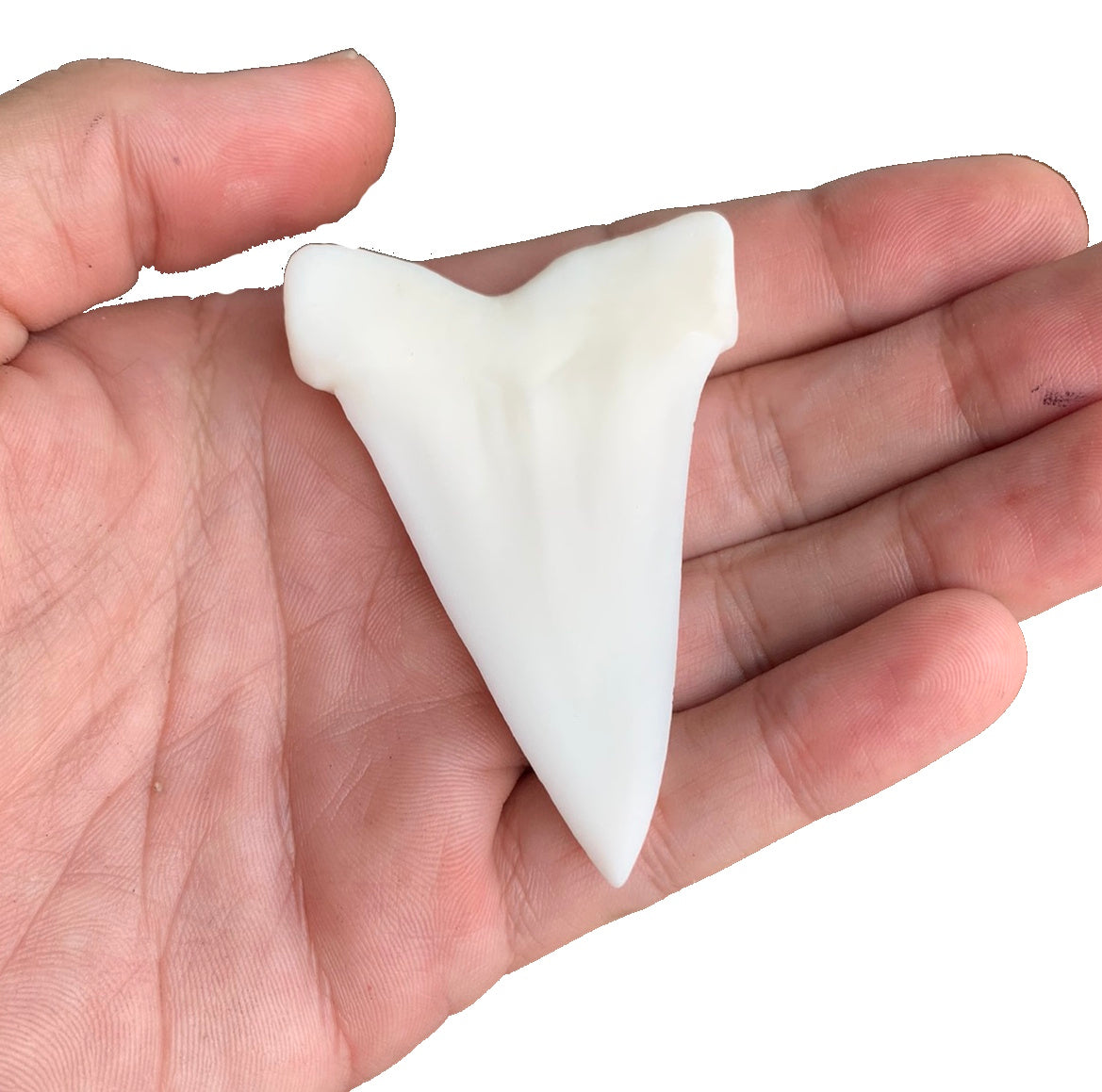 2.7" Carcharodon hastalis