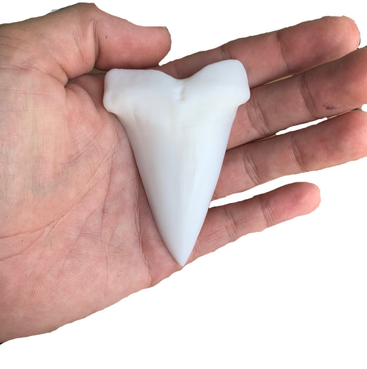 Over 3" Carcharodon hastalis