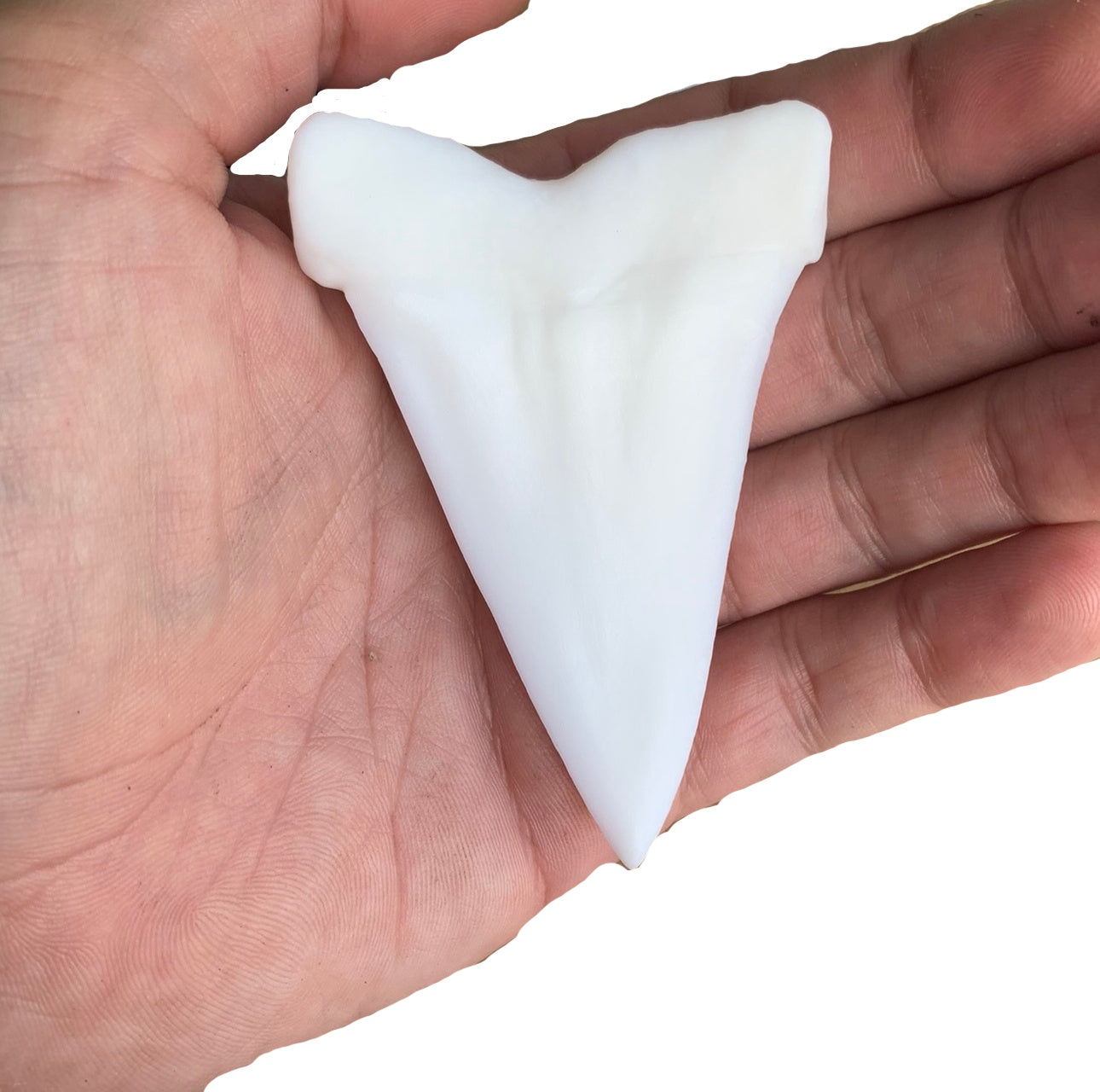 Over 3" Carcharodon hastalis
