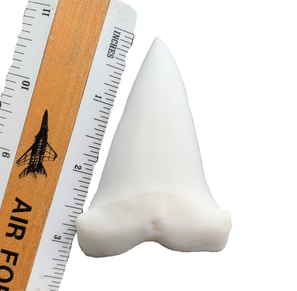 Over 3" Carcharodon hastalis