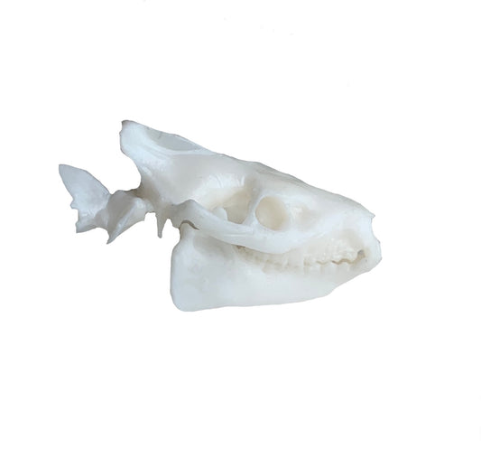 Unpainted(white) Oreodont Fossil Animal Skull Replica Merycoidodon culbertsoni - STEM, Fossil Skull Decor, Creepy Home Decor, Gothic Decor