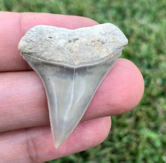 1.46" Carcharodon hastalis - Lee Creek Mine