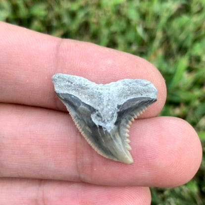1" Hemipristis serra - Lee Creek Mine