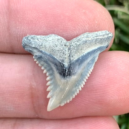 .95" Hemipristis serra - Lee Creek Mine