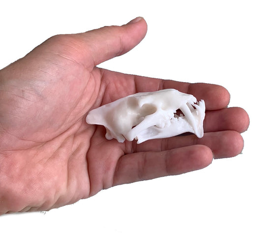 Hoplophoneus primaevus Felina False Saber Tooth Cat Skull Replica Miniature 1:3 or 1:6 Scale Painted and Unpainted Resin Fossil Cast
