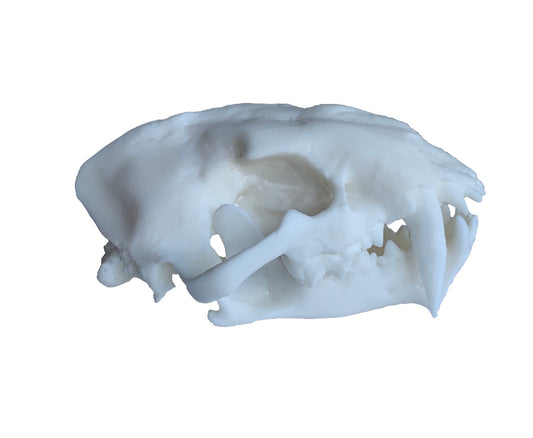 Unpainted(white) Saber Tooth Cat Fossil Animal Skull Replica  Dinictis felina - STEM, Fossil Skull Decor, Creepy Home Decor, Gothic Decor