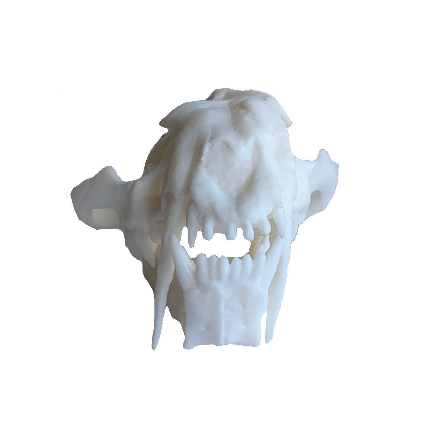 Unpainted(white) Saber Tooth Cat Fossil Animal Skull Replica  Dinictis felina - STEM, Fossil Skull Decor, Creepy Home Decor, Gothic Decor