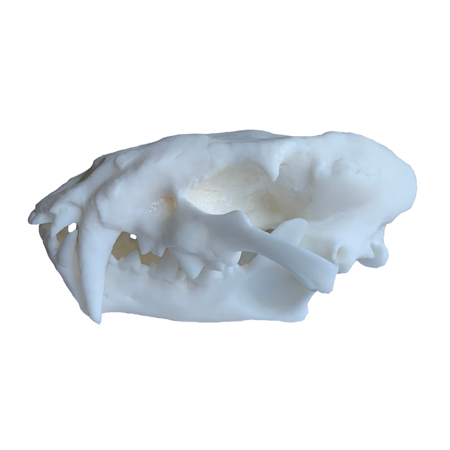 Unpainted(white) Saber Tooth Cat Fossil Animal Skull Replica  Dinictis felina - STEM, Fossil Skull Decor, Creepy Home Decor, Gothic Decor