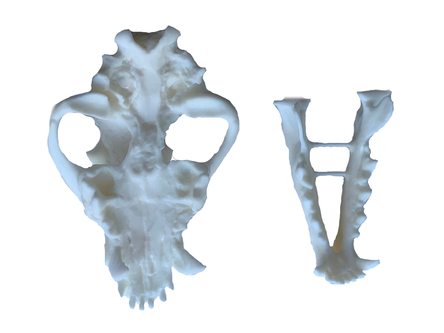 Unpainted(white) Saber Tooth Cat Fossil Animal Skull Replica  Dinictis felina - STEM, Fossil Skull Decor, Creepy Home Decor, Gothic Decor