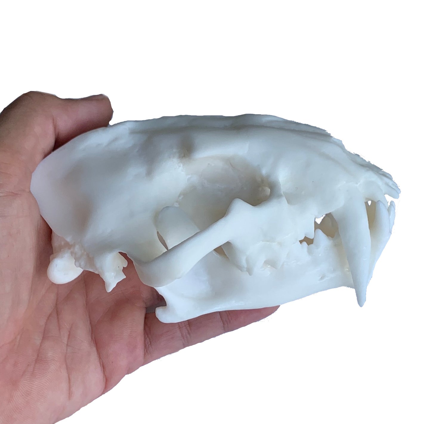 Unpainted(white) Saber Tooth Cat Fossil Animal Skull Replica  Dinictis felina - STEM, Fossil Skull Decor, Creepy Home Decor, Gothic Decor