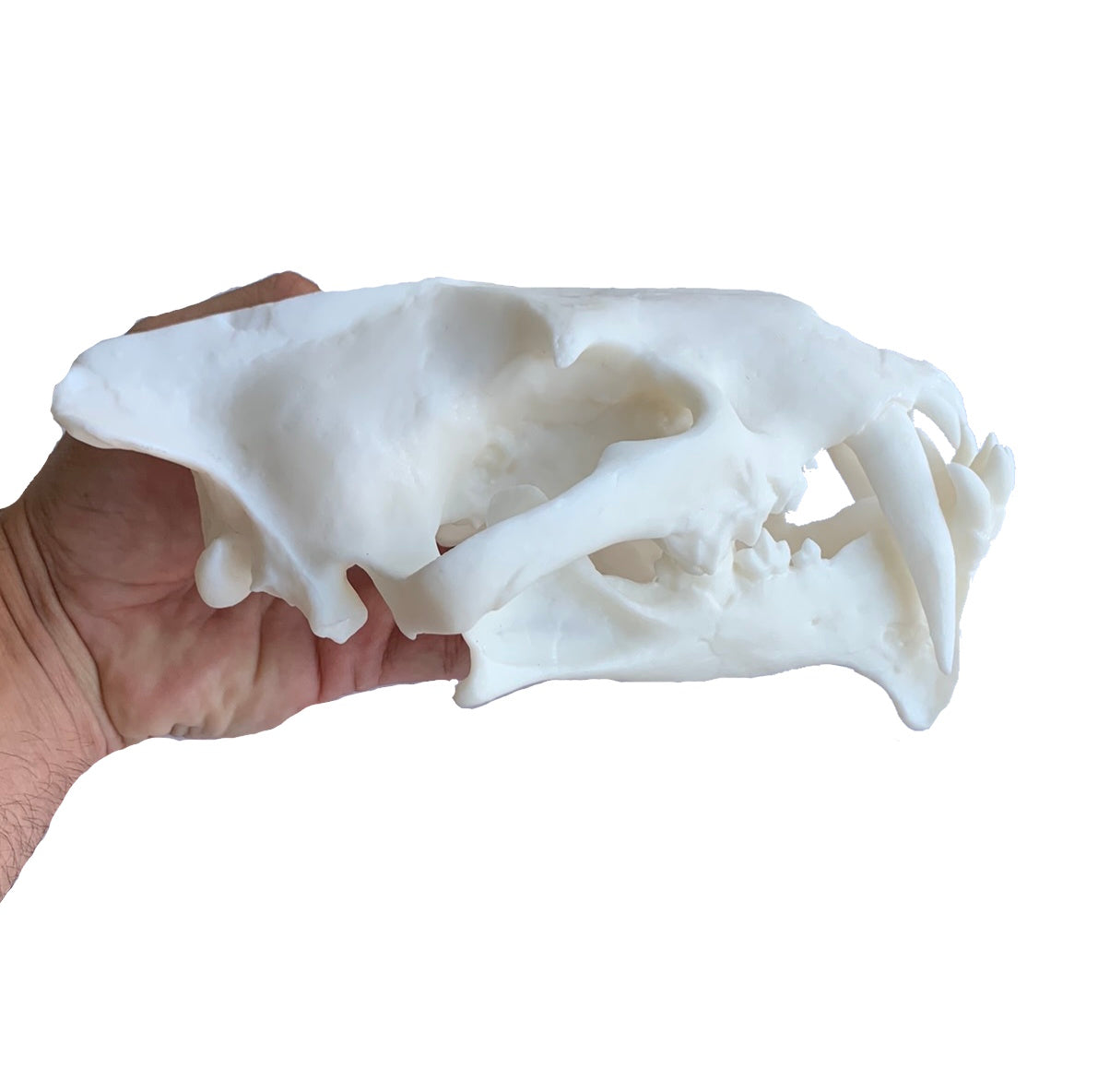 Unpainted(white) Saber Tooth Cat Fossil Animal Skull Replica Hoplophoneus primaevus - STEM, Fossil Skull Decor, Creepy Home Decor, Gothic Decor