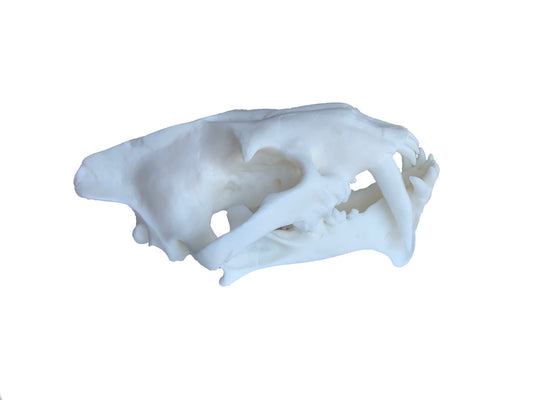 Unpainted(white) Saber Tooth Cat Fossil Animal Skull Replica Hoplophoneus primaevus - STEM, Fossil Skull Decor, Creepy Home Decor, Gothic Decor
