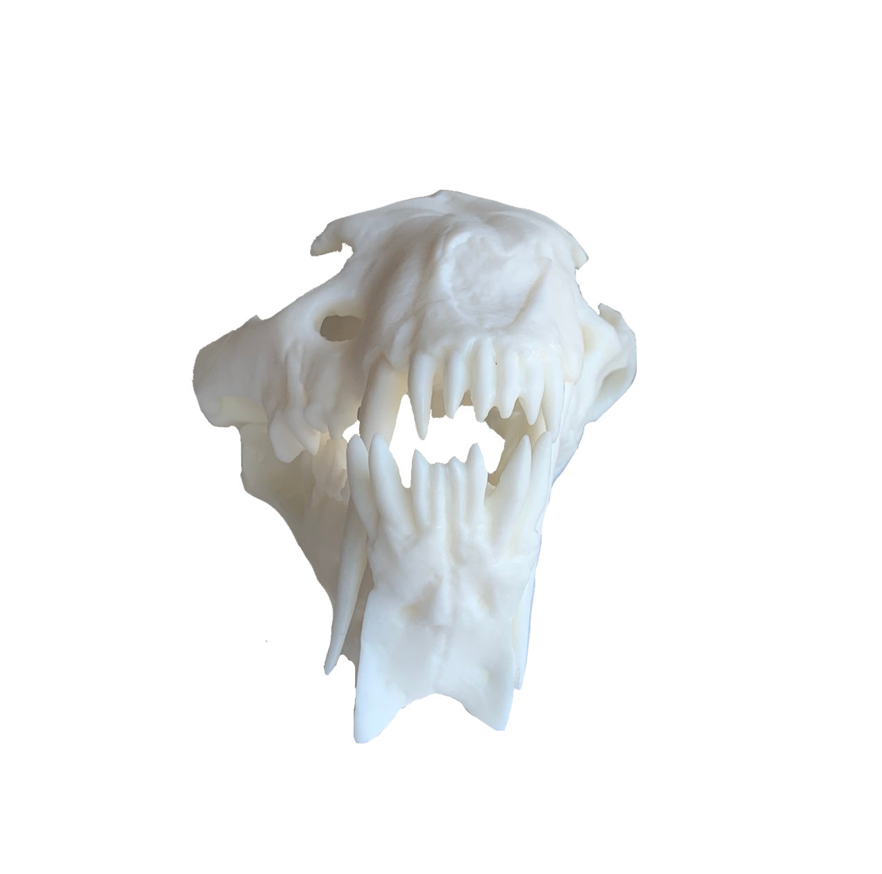 Unpainted(white) Saber Tooth Cat Fossil Animal Skull Replica Hoplophoneus primaevus - STEM, Fossil Skull Decor, Creepy Home Decor, Gothic Decor