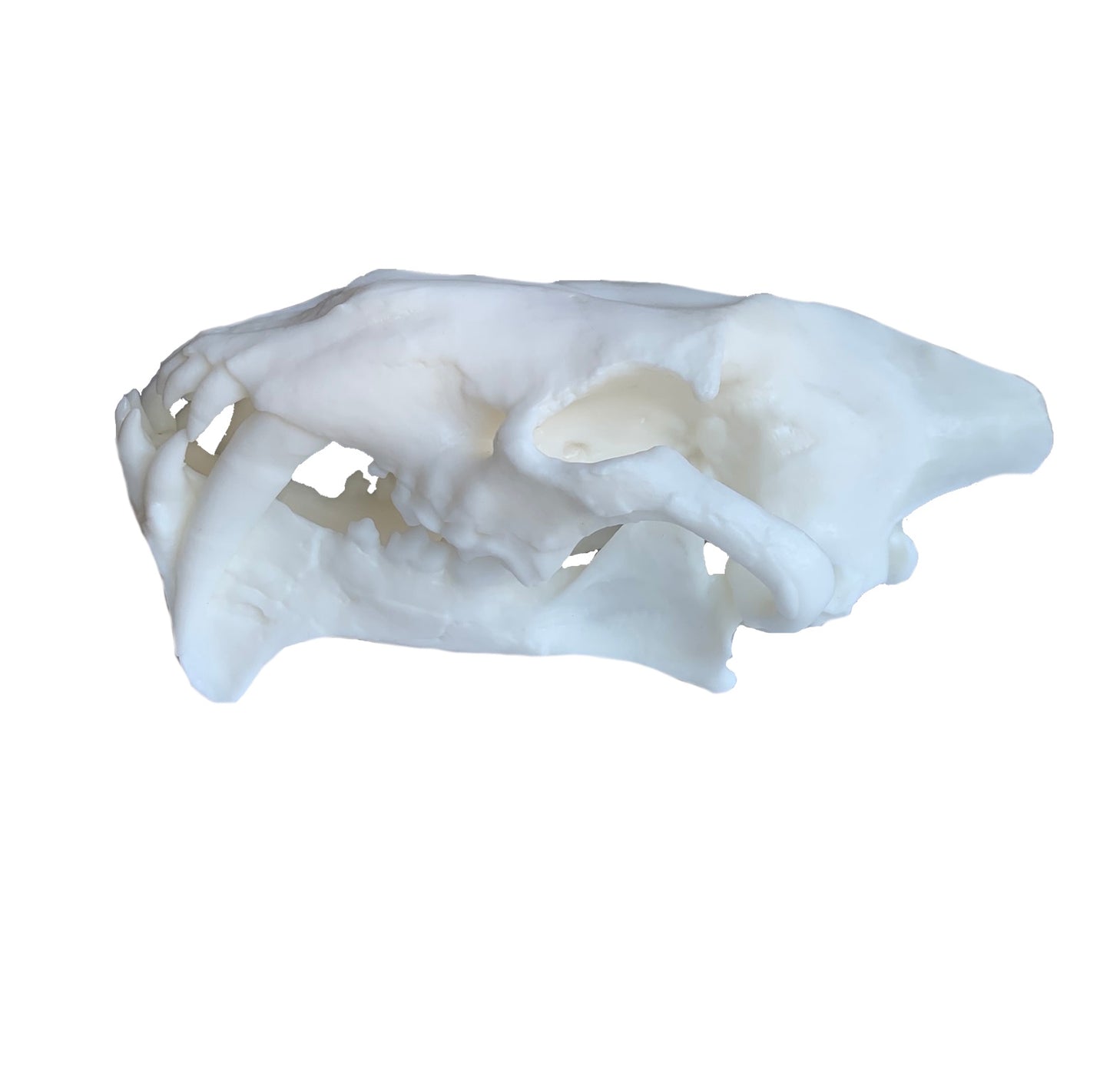 Unpainted(white) Saber Tooth Cat Fossil Animal Skull Replica Hoplophoneus primaevus - STEM, Fossil Skull Decor, Creepy Home Decor, Gothic Decor