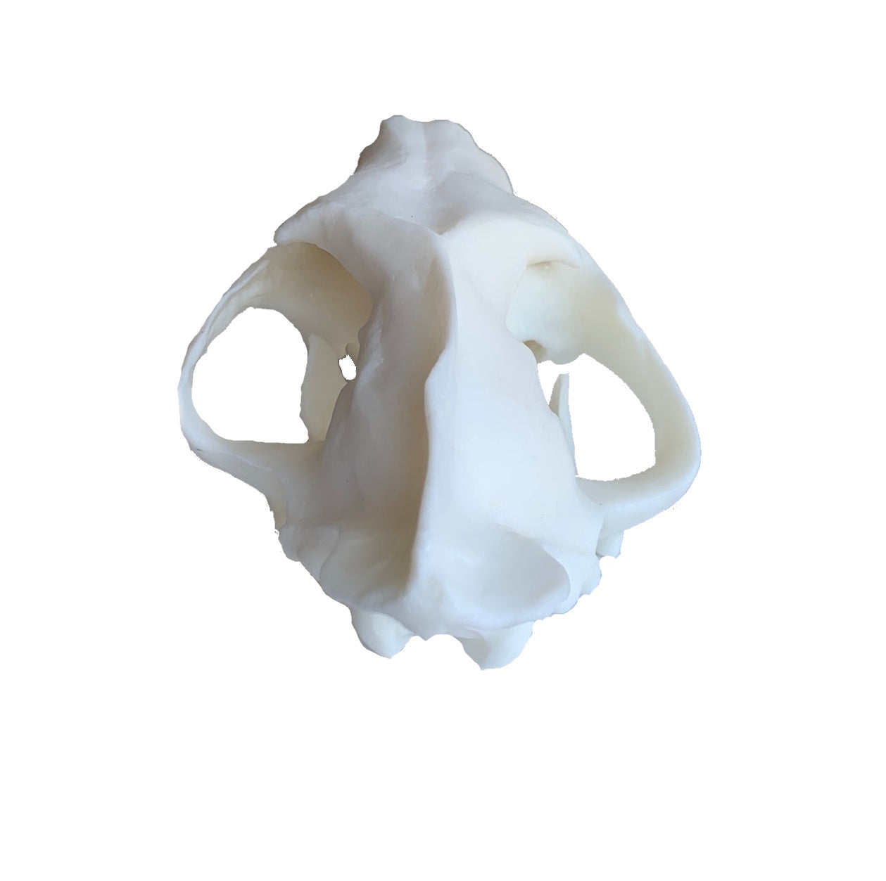 Unpainted(white) Saber Tooth Cat Fossil Animal Skull Replica Hoplophoneus primaevus - STEM, Fossil Skull Decor, Creepy Home Decor, Gothic Decor
