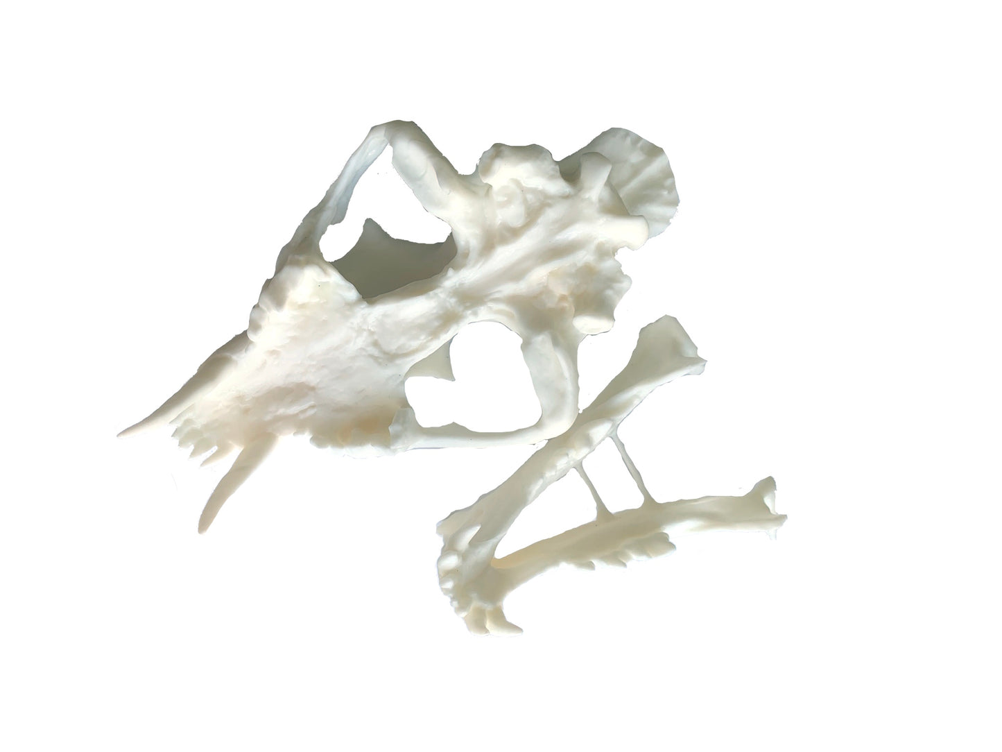 Unpainted(white) Saber Tooth Cat Fossil Animal Skull Replica Hoplophoneus primaevus - STEM, Fossil Skull Decor, Creepy Home Decor, Gothic Decor