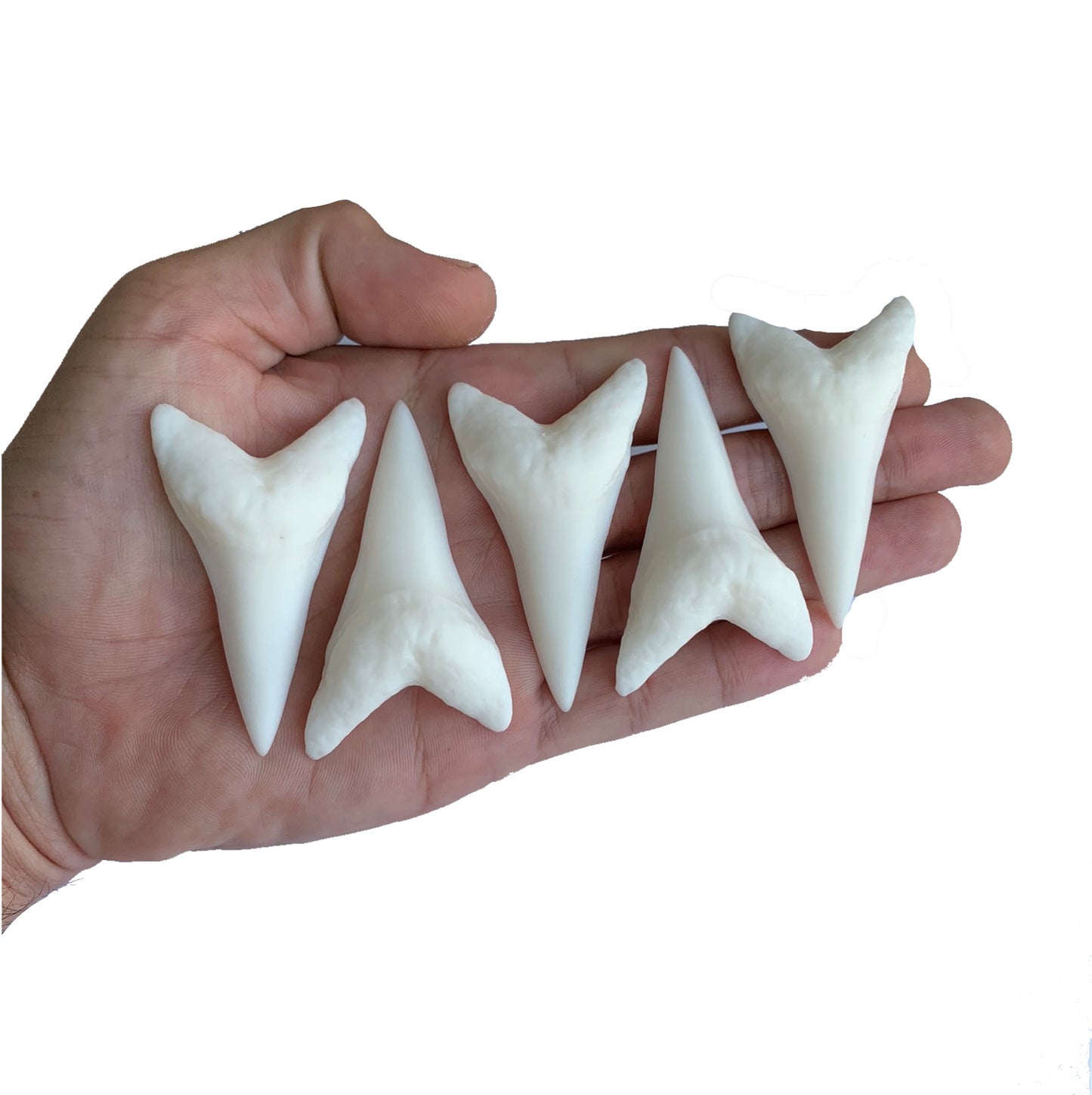 2.5" Lower Carcharodon hastalis