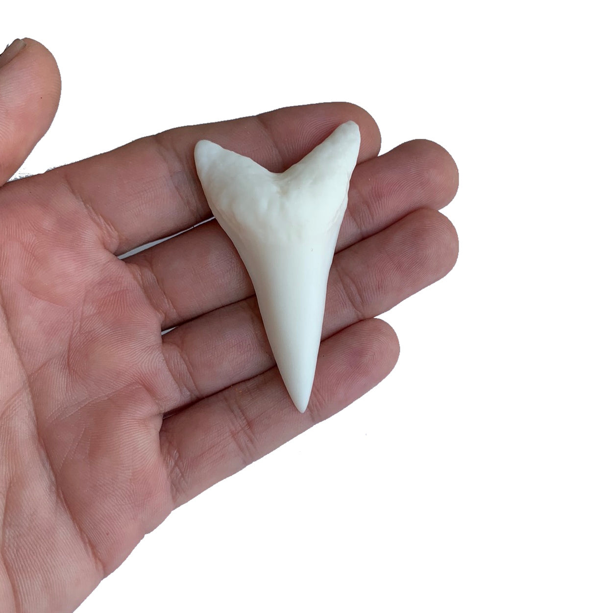 2.5" Lower Carcharodon hastalis