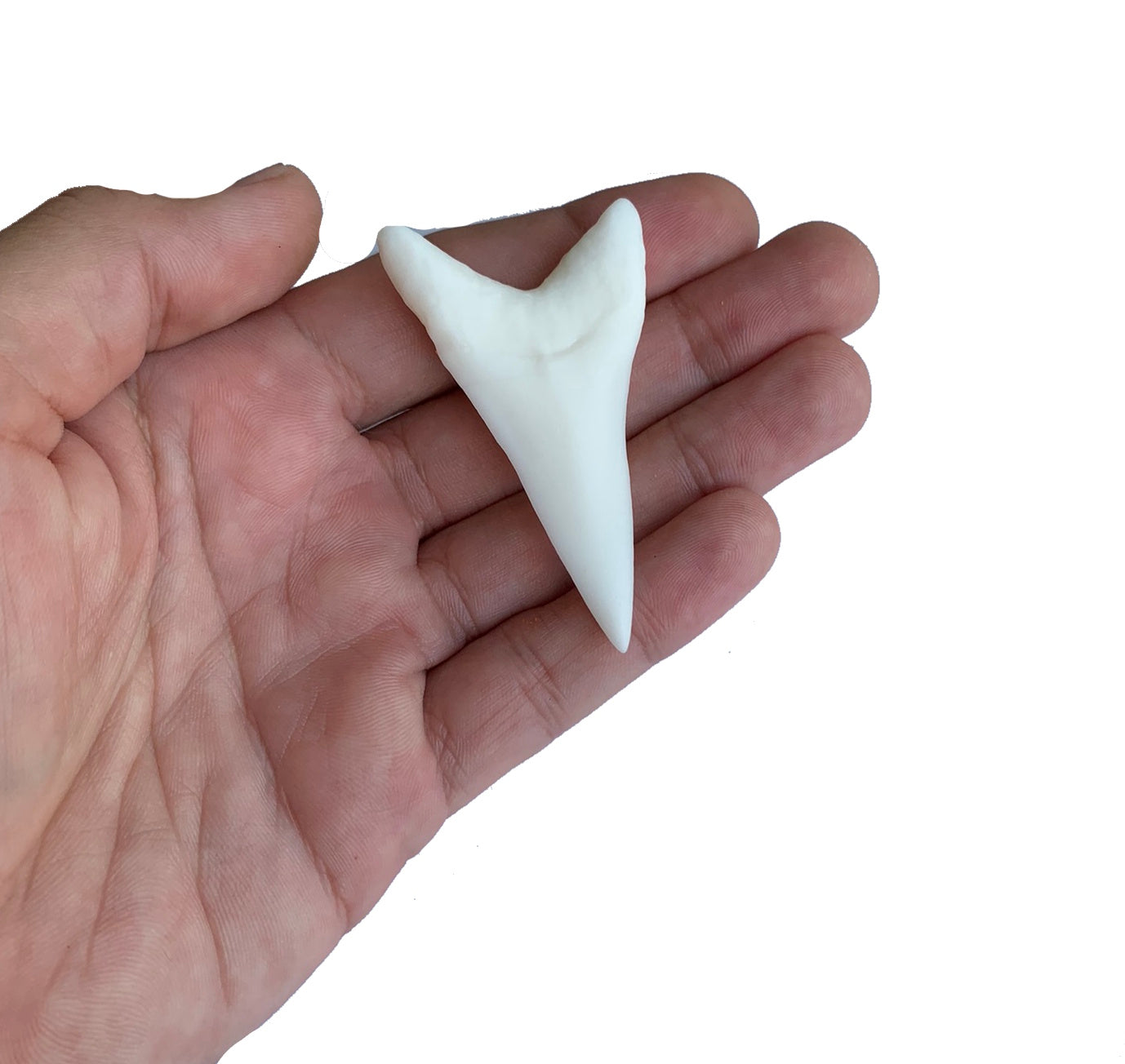 2.5" Lower Carcharodon hastalis