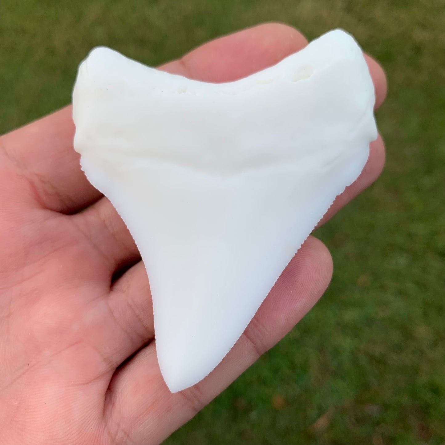 3" Otodus megalodon Shark Tooth