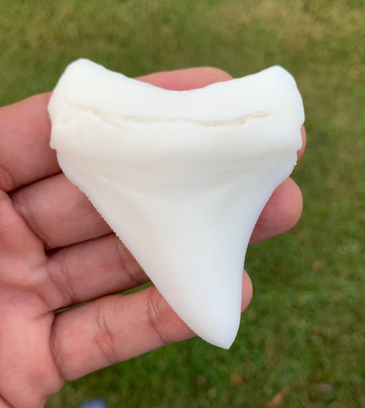 3" Otodus megalodon Shark Tooth