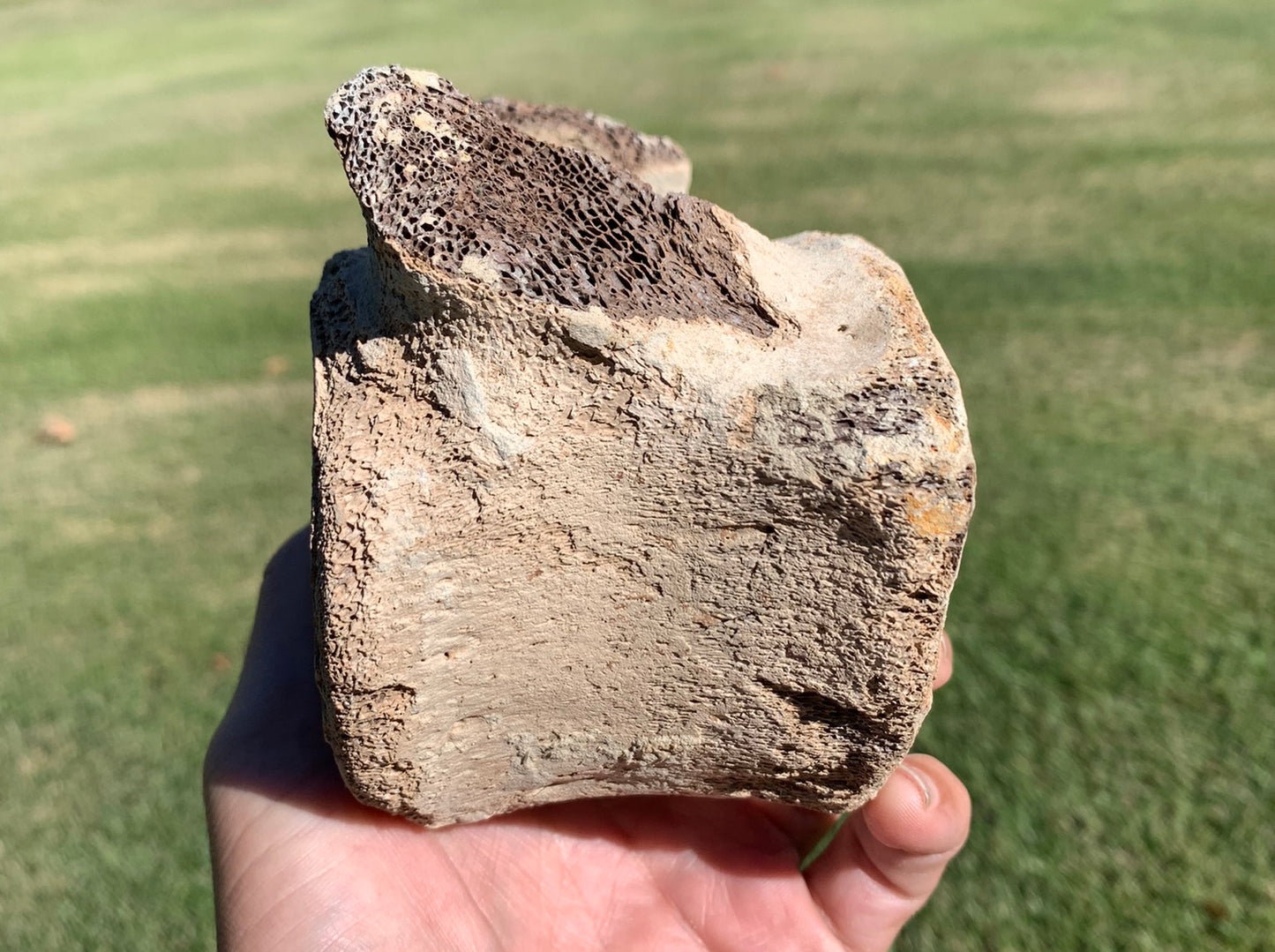 Fossil Whale Vertebra From the Miocene of Virginia