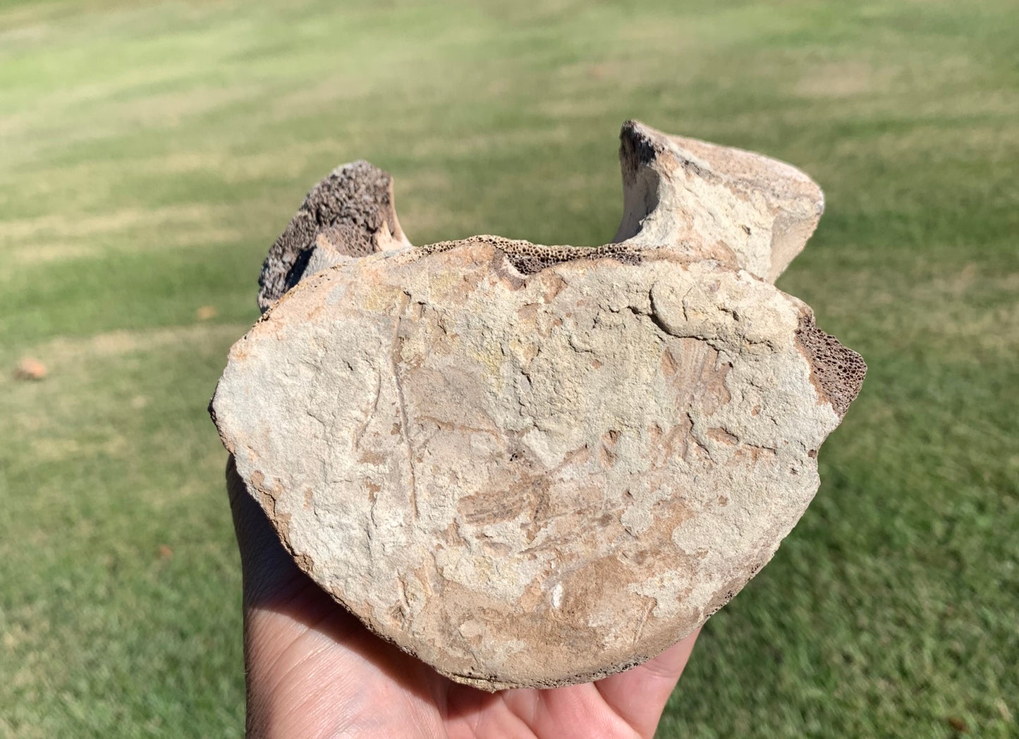 Fossil Whale Vertebra From the Miocene of Virginia