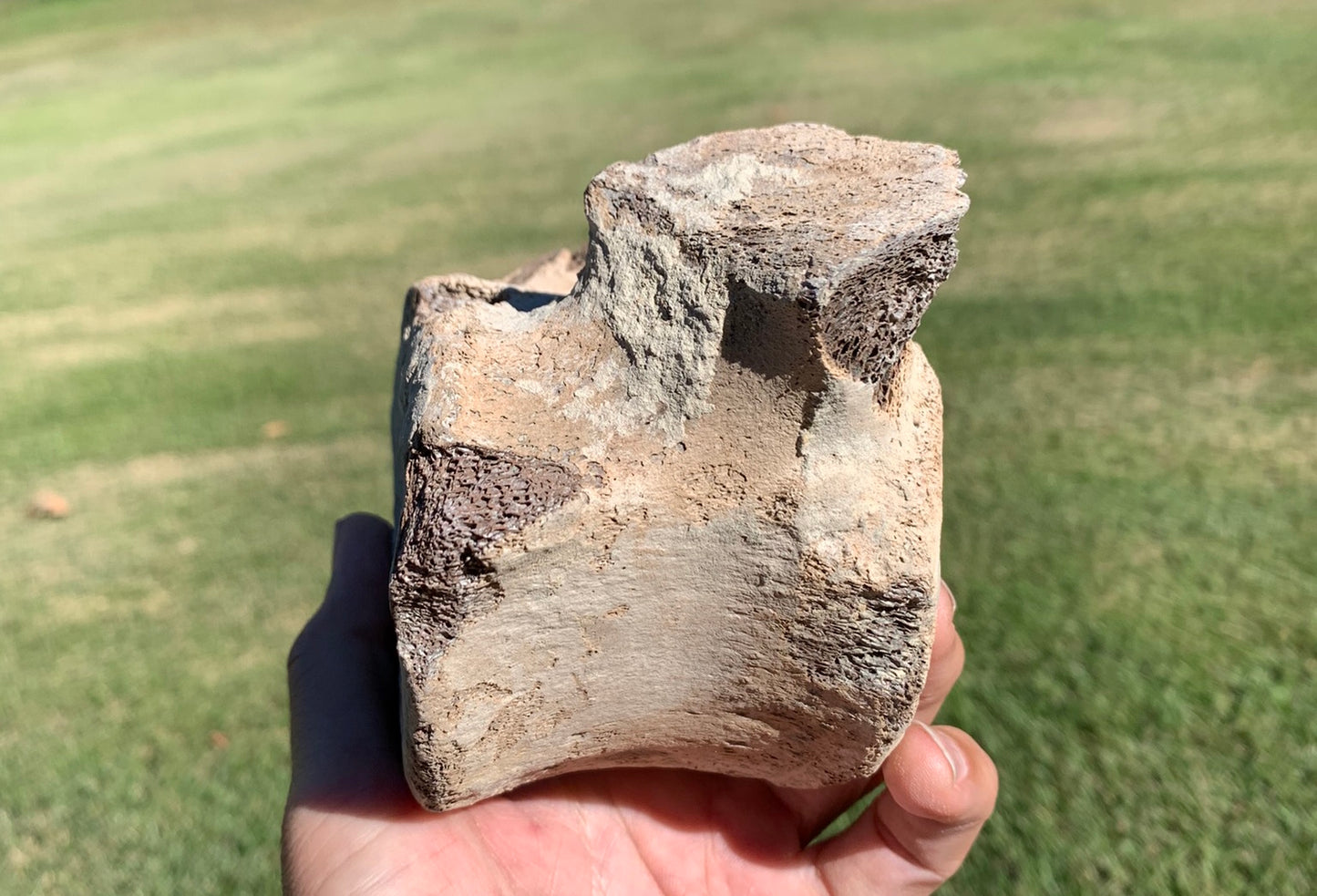 Fossil Whale Vertebra From the Miocene of Virginia