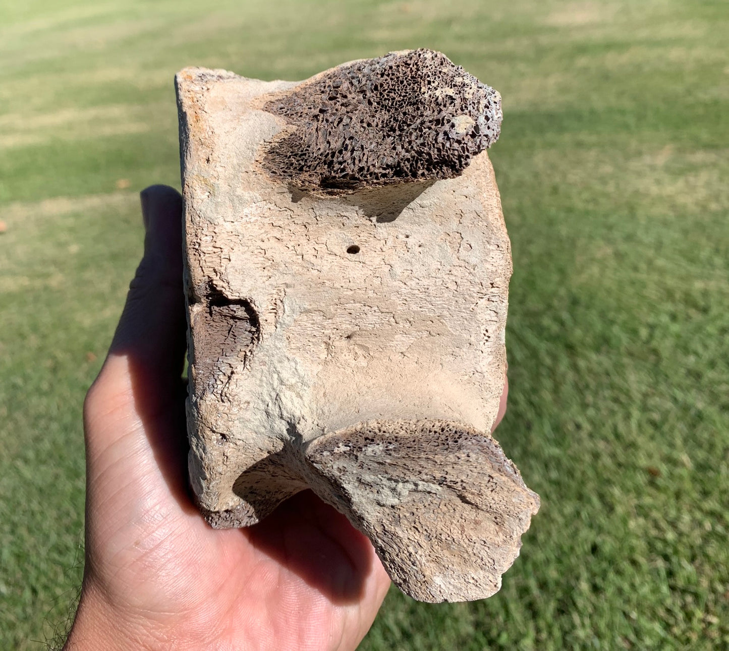 Fossil Whale Vertebra From the Miocene of Virginia