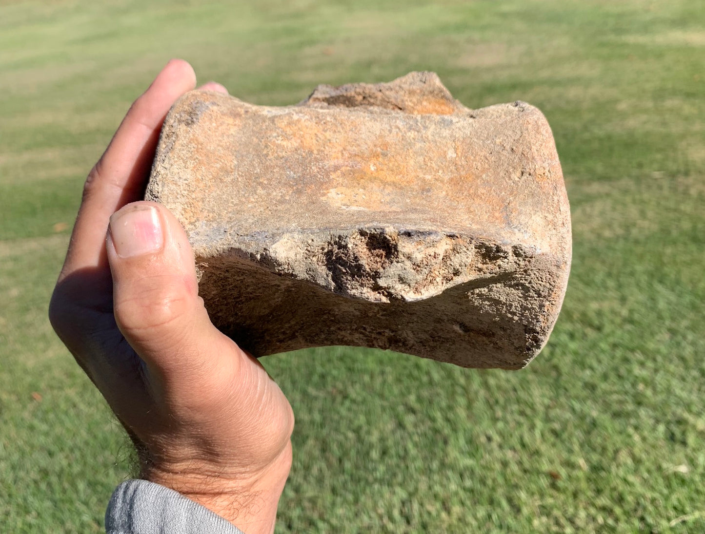 Fossil Whale Vertebra From the Miocene of Virginia