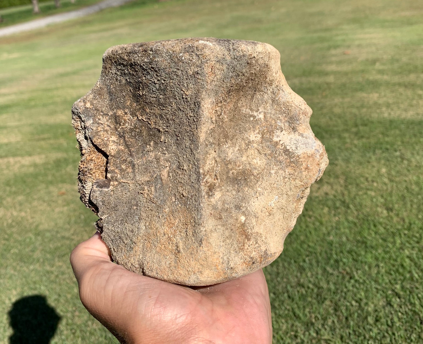 Fossil Whale Vertebra From the Miocene of Virginia