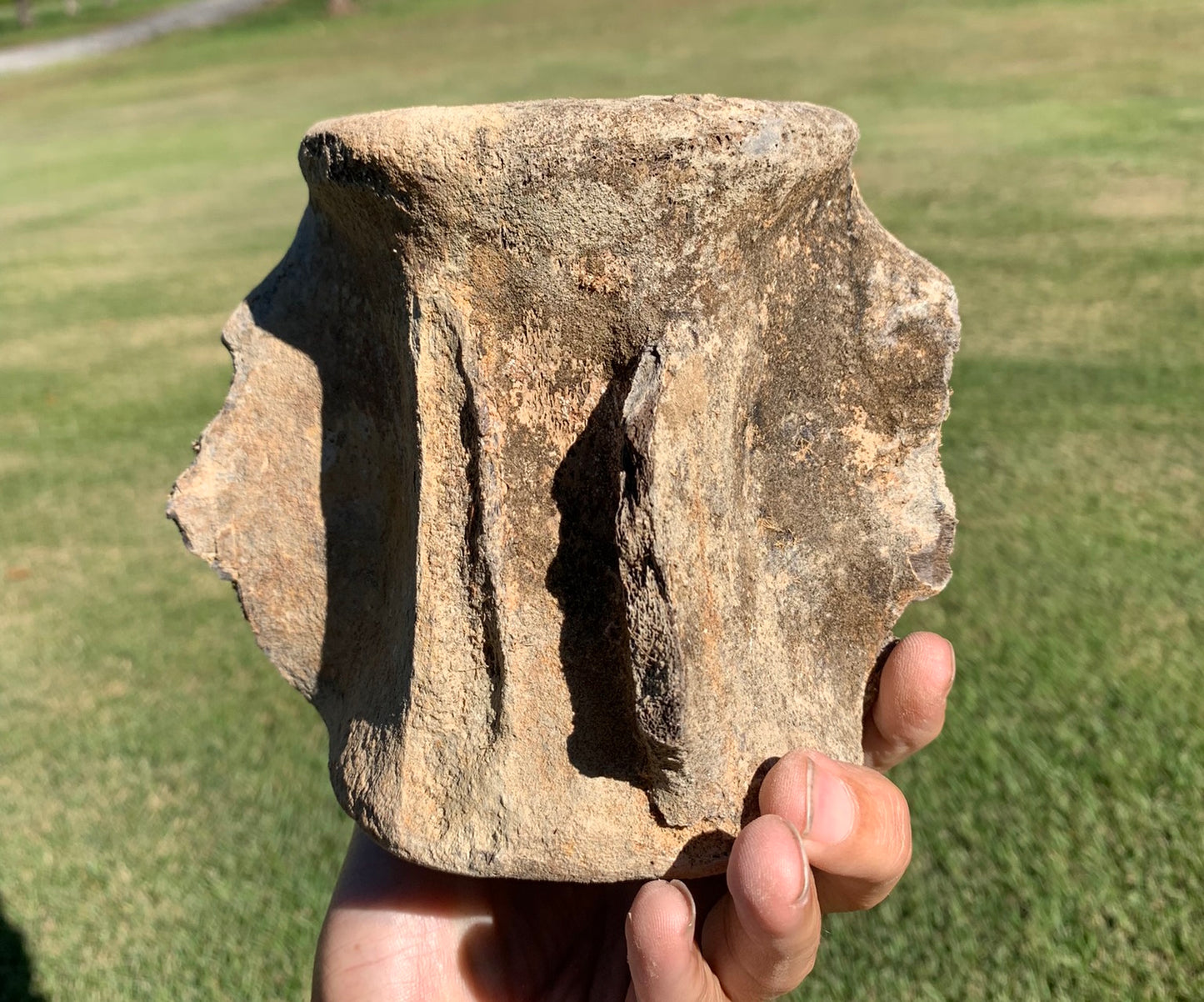 Fossil Whale Vertebra From the Miocene of Virginia